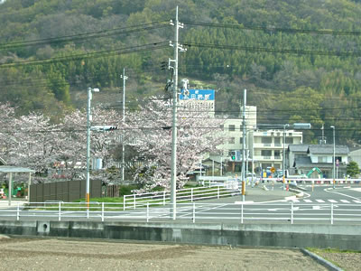 満開の土手の桜１