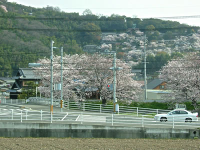 満開の土手の桜２、山の箆取神社も桜が満開です。
