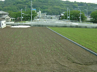 苗床の準備が始まりました。