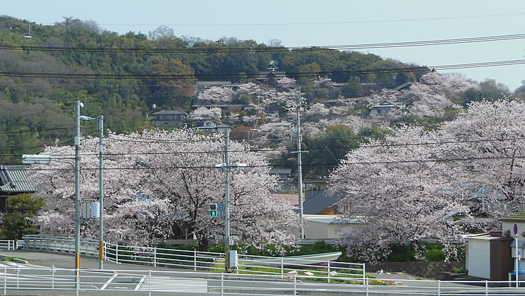2014年4月7日（月）倉敷しのちゃんの空と雲「拡大写真」、（満開の桜）桜-７２の写真です。
